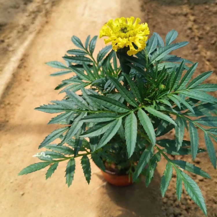 萬(wàn)壽菊