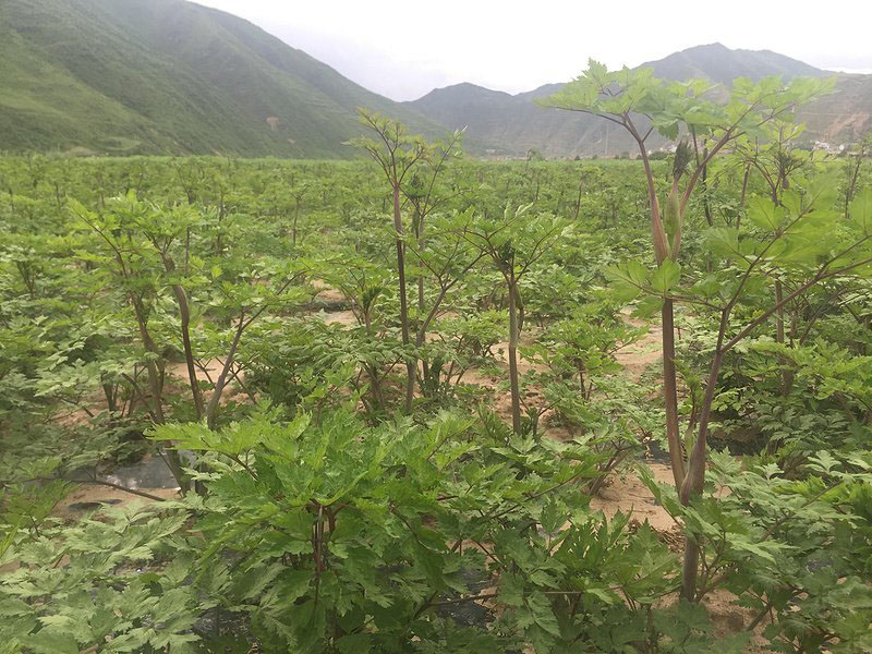 當(dāng)歸植株葉片和桿徑