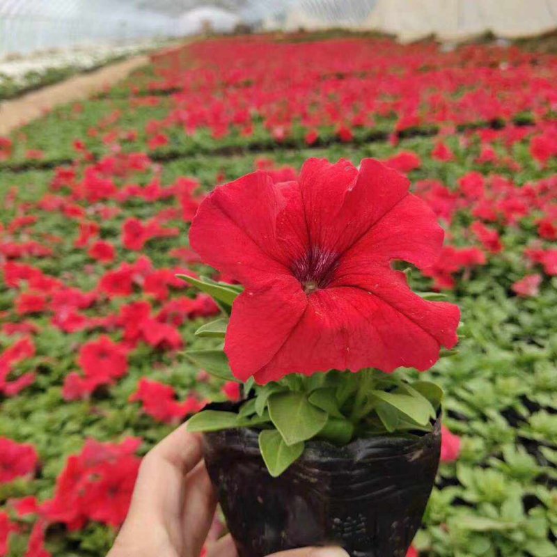正紅大紅色矮牽?；ǘ?/>
</p>
<p style=