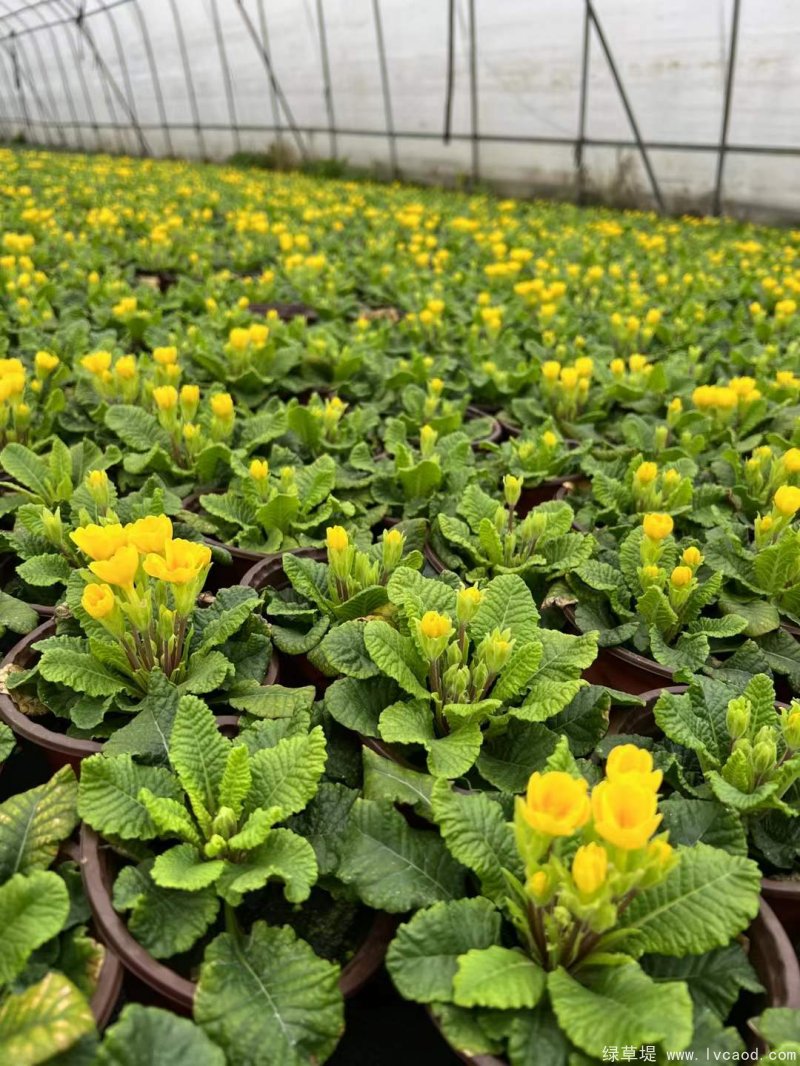 黃色報春花