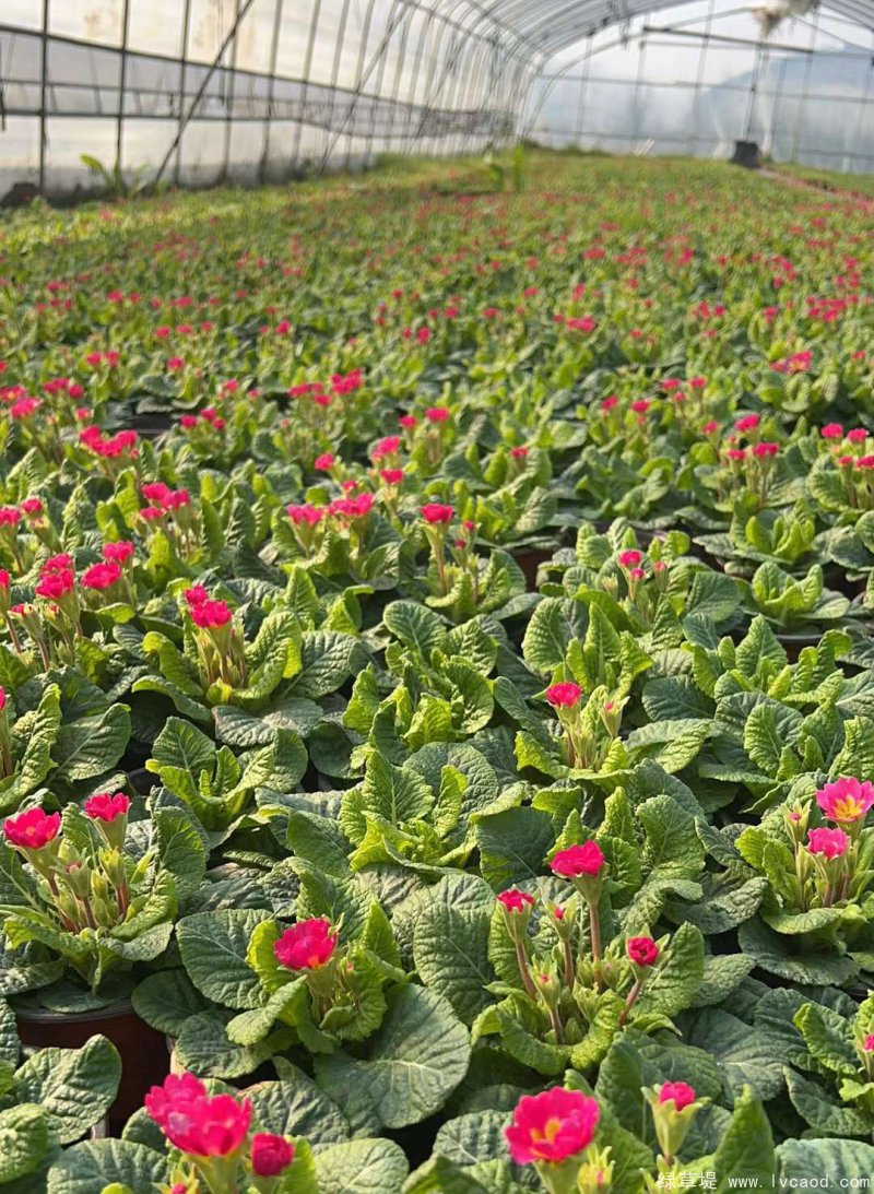 報春花盆栽杯苗容器苗種植基地