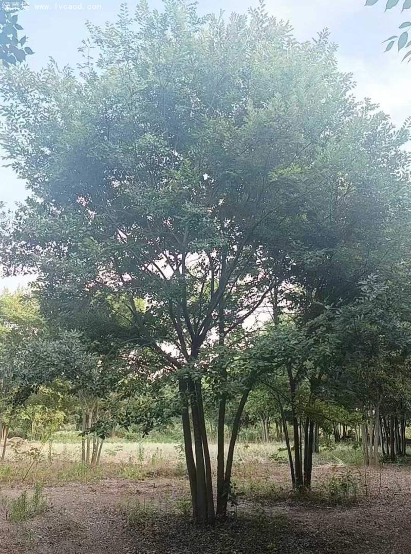 叢生樸樹