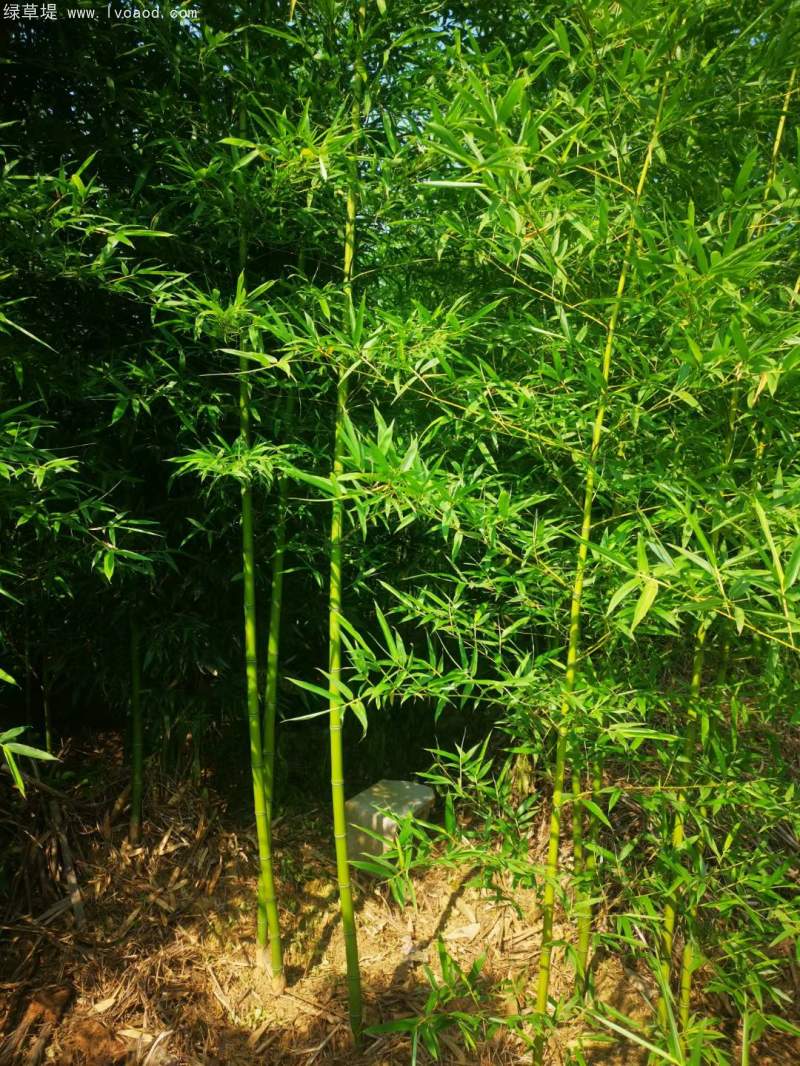 淡竹苗