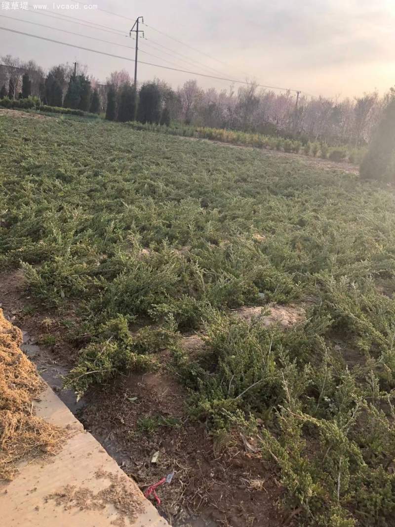 鋪地柏爬地柏