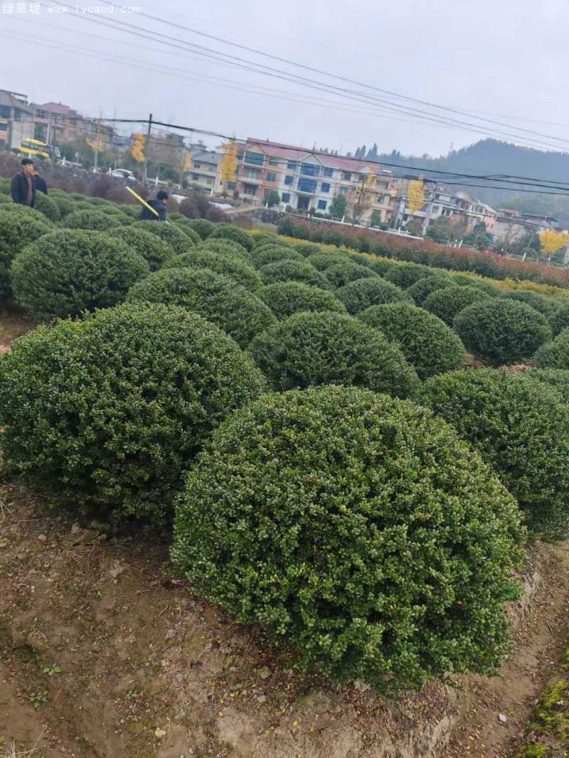 龜甲冬青球
