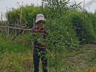 淡竹苗