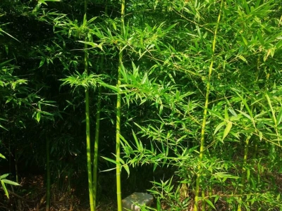 青竹苗綠竹苗