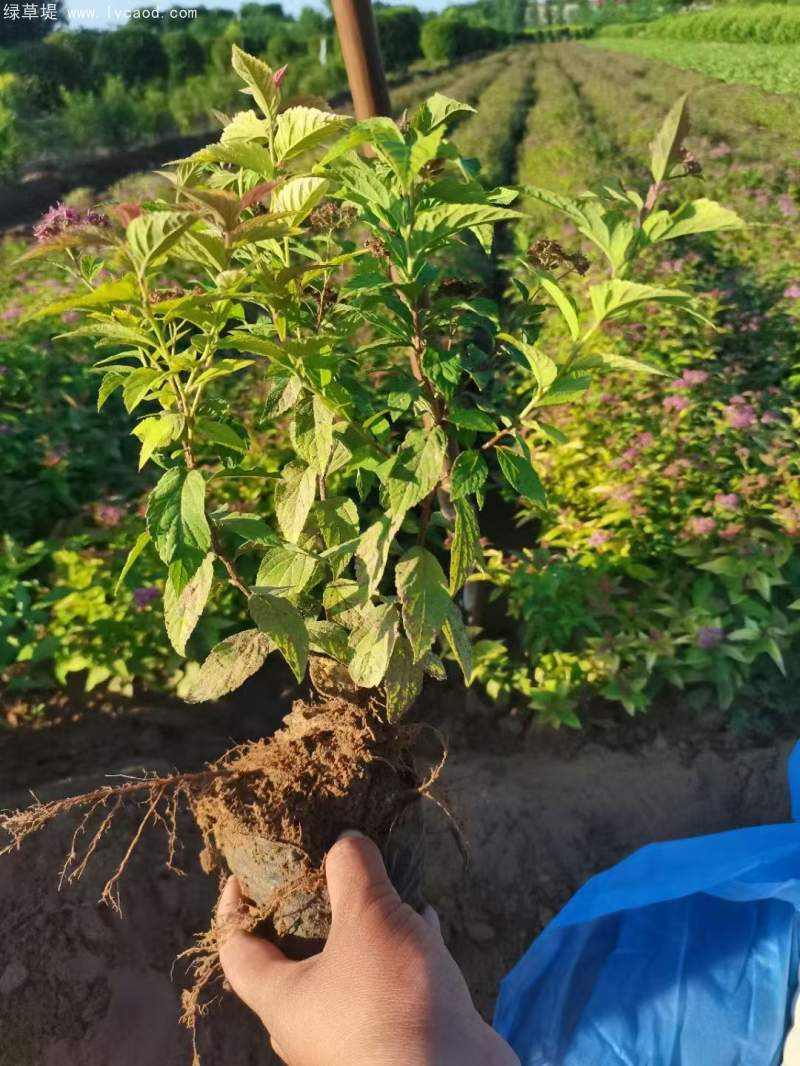 繡線菊