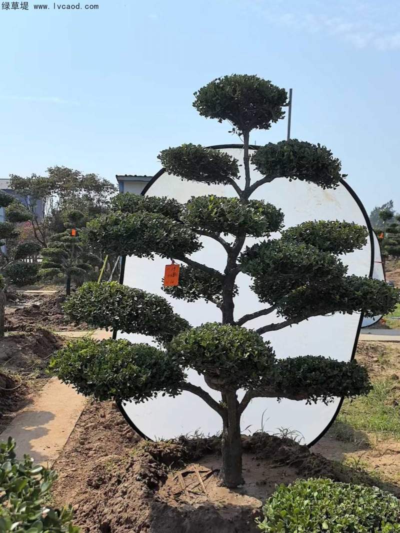 造型黃楊盆景
