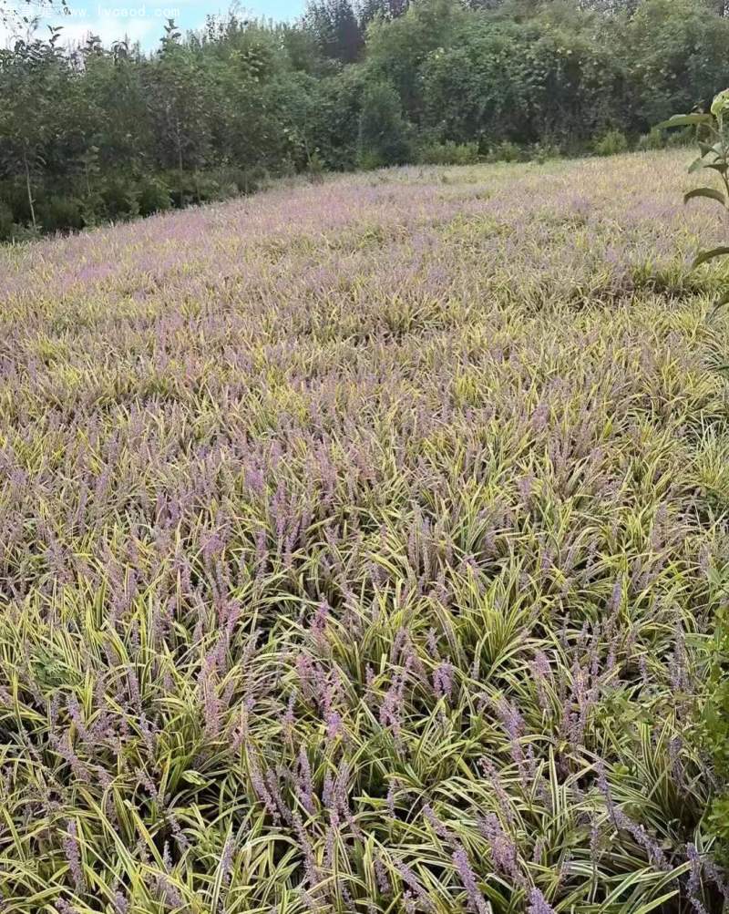 金邊麥冬草