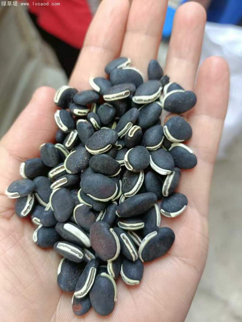 黑色葛藤種子