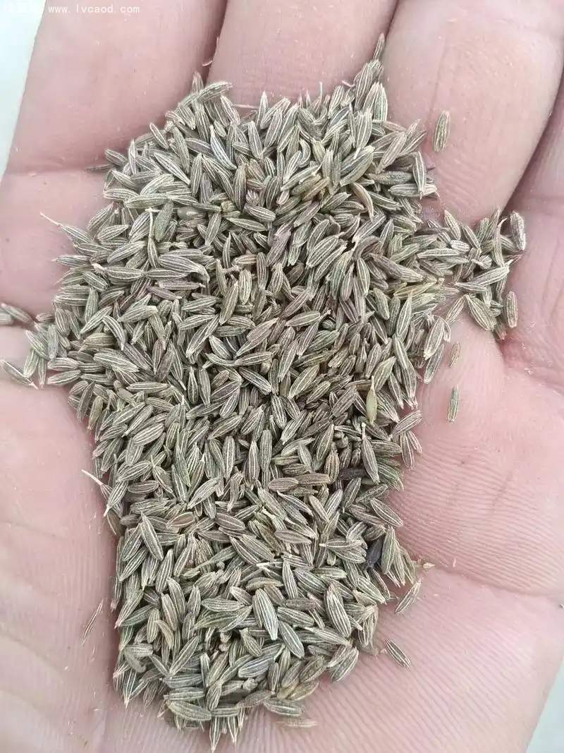 茴香種子