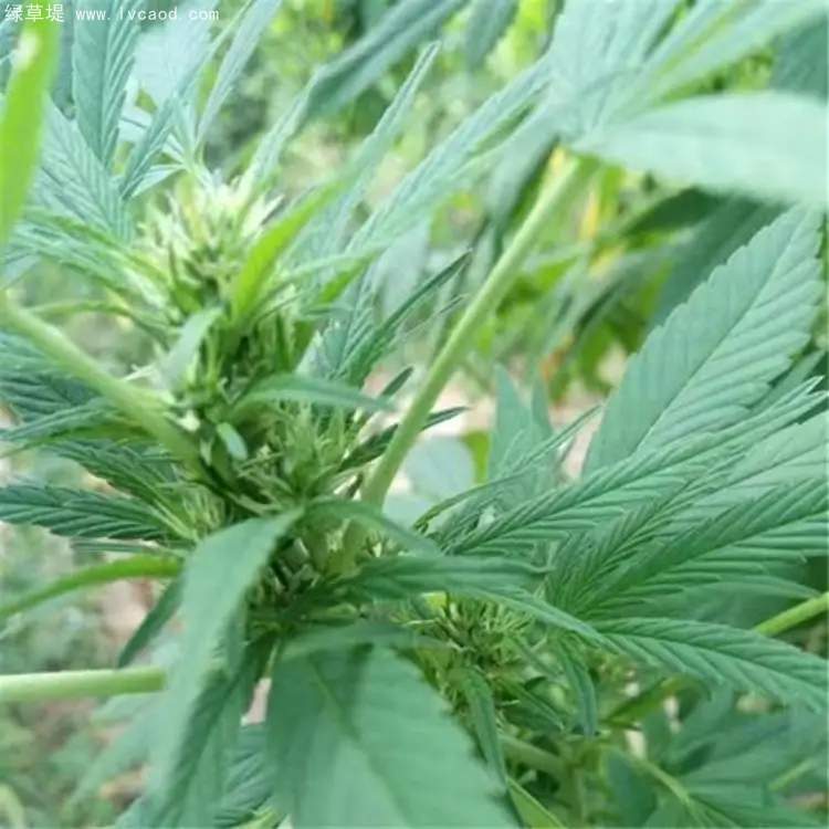 火麻葉子