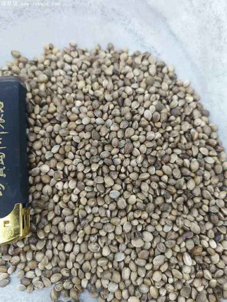 火麻仁