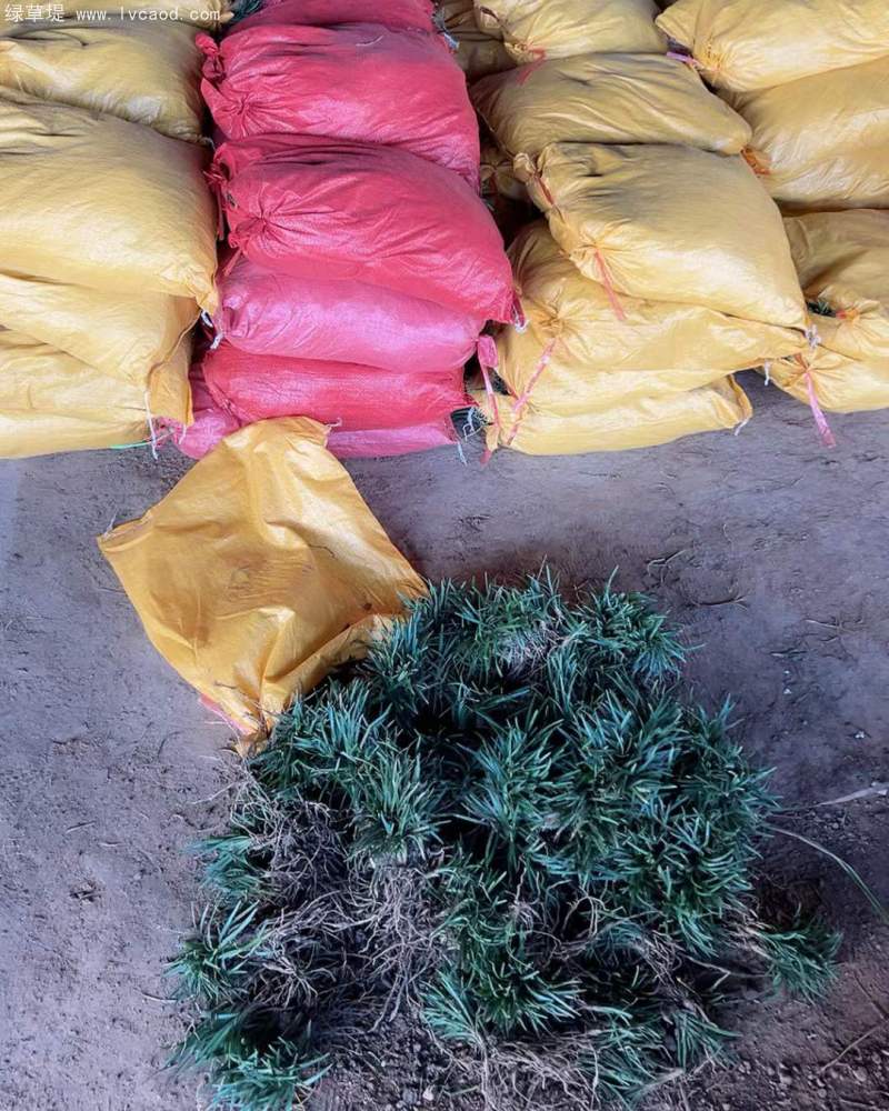 玉龍草