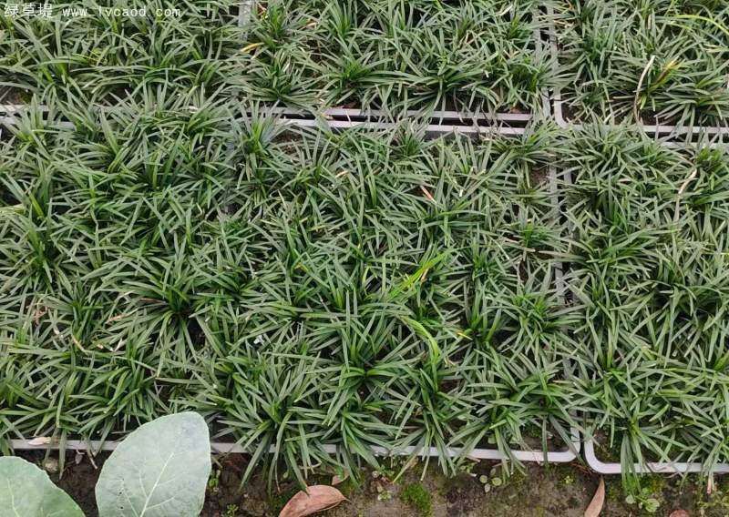 玉龍草