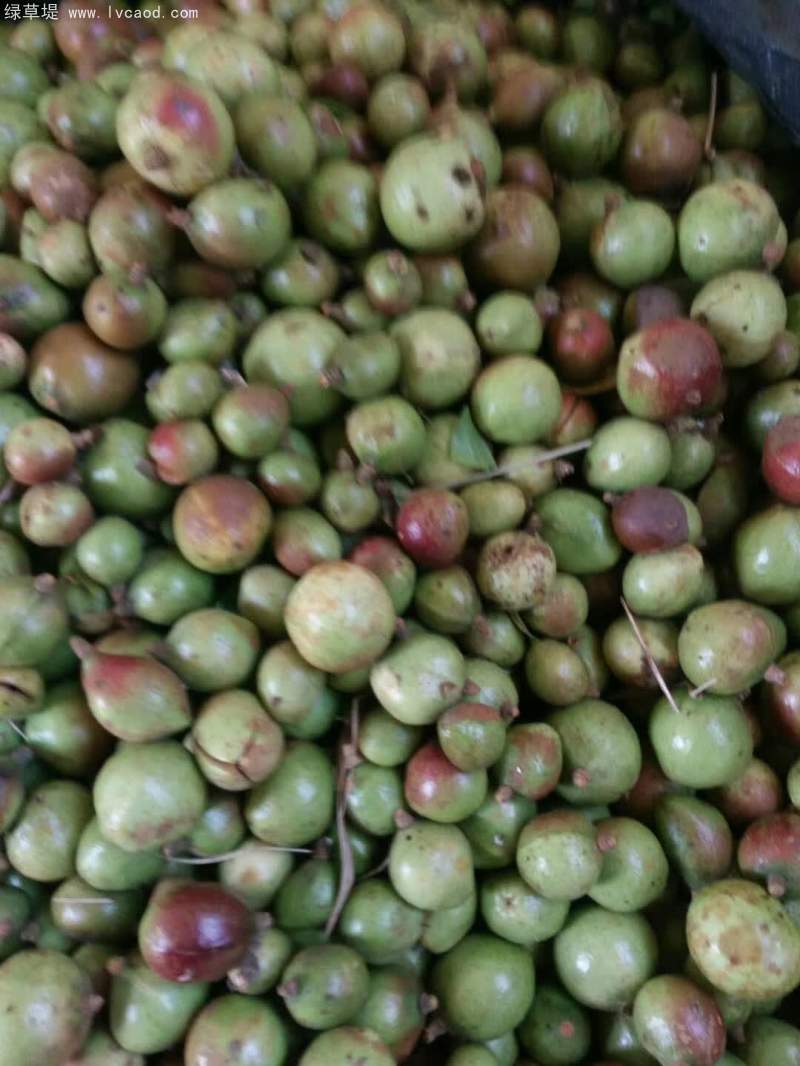 油茶