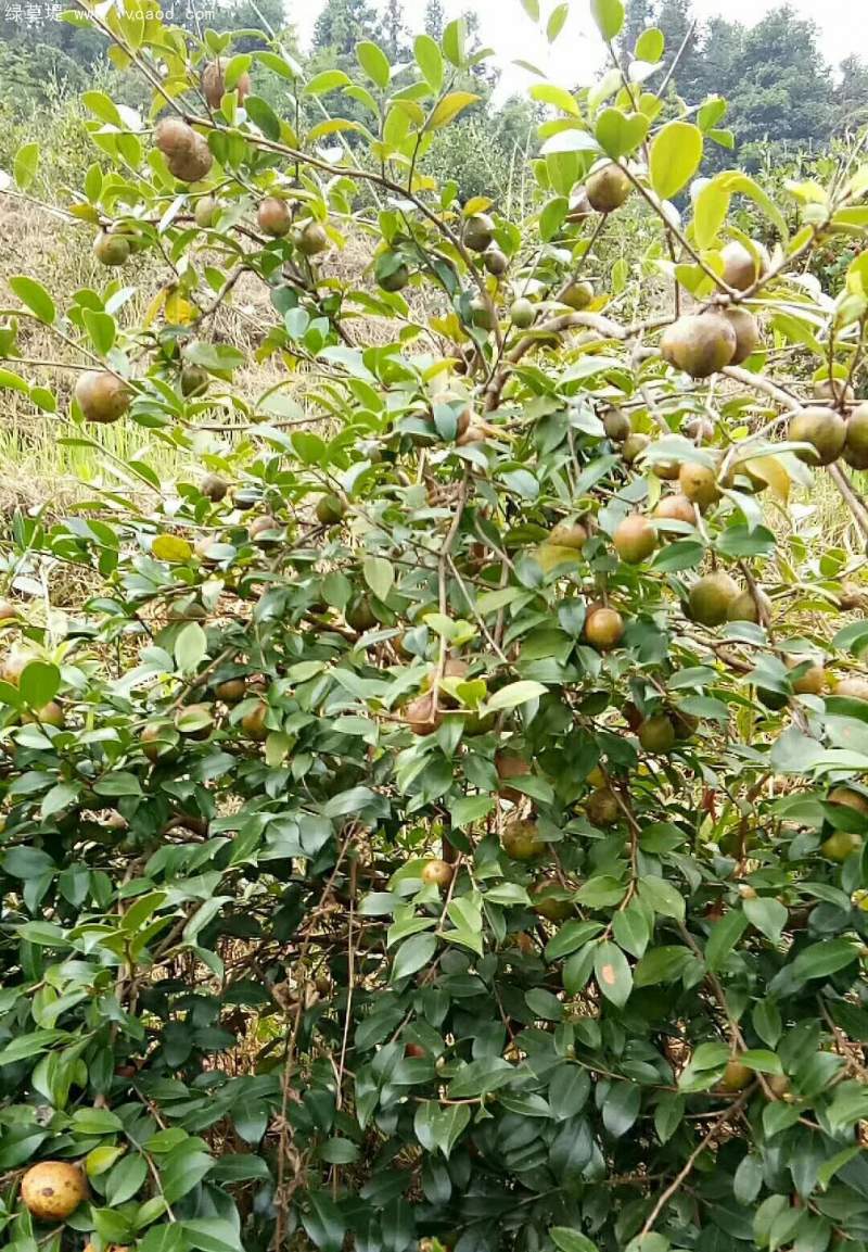油茶