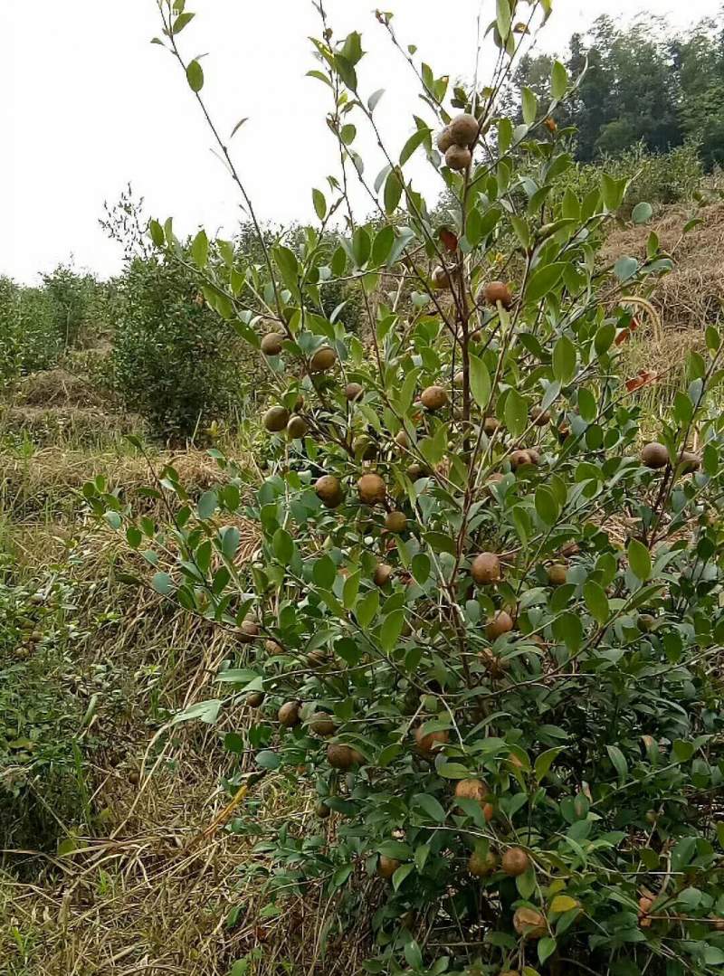 油茶