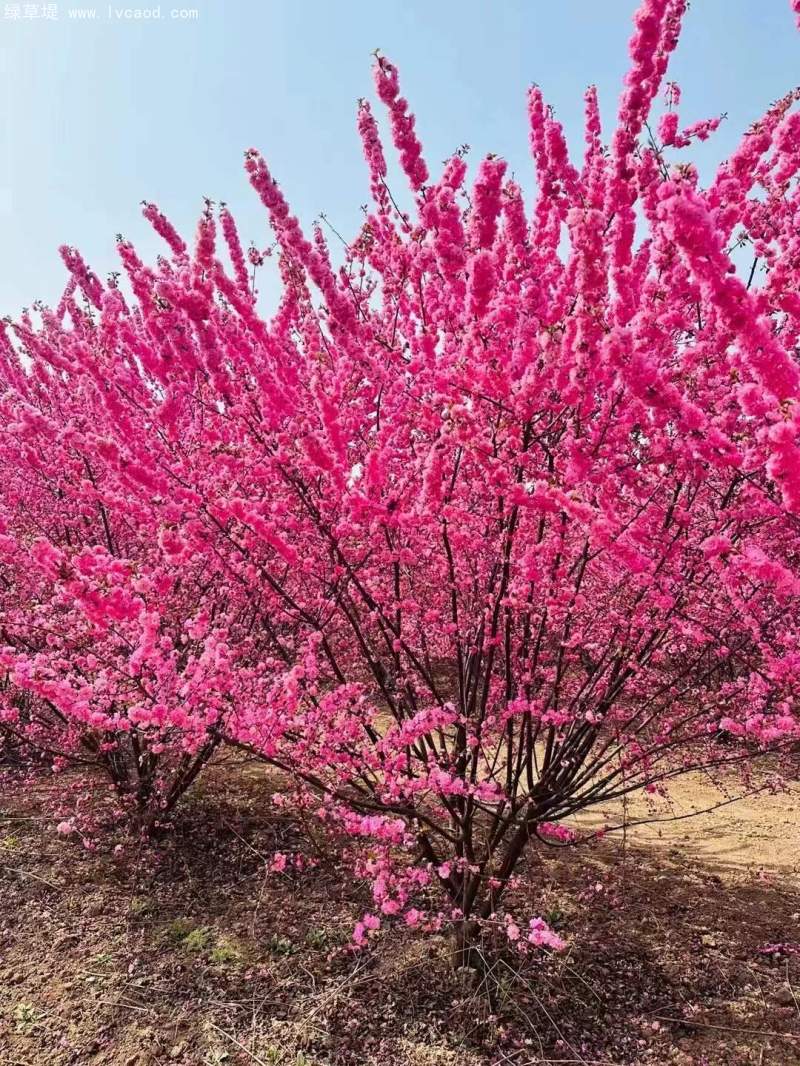 叢生榆葉梅春天開(kāi)花花朵
