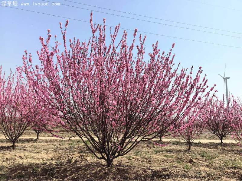 叢生榆葉梅春天開(kāi)花花朵