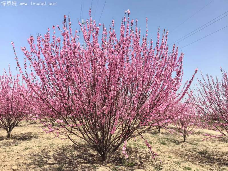 叢生榆葉梅春天開(kāi)花花朵
