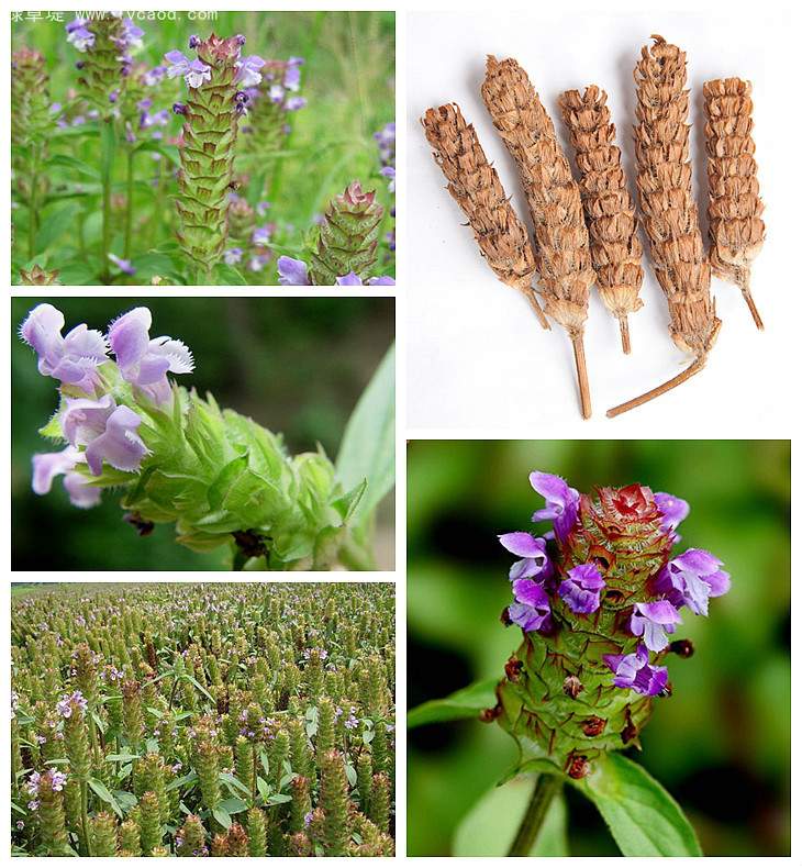 夏枯草