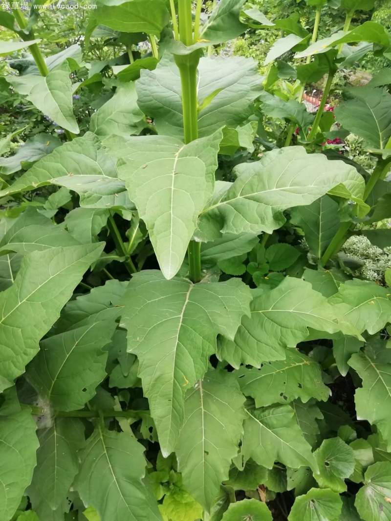 串葉松香草