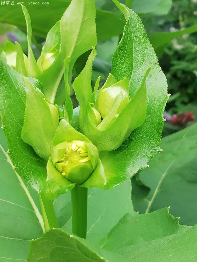 串葉松香草