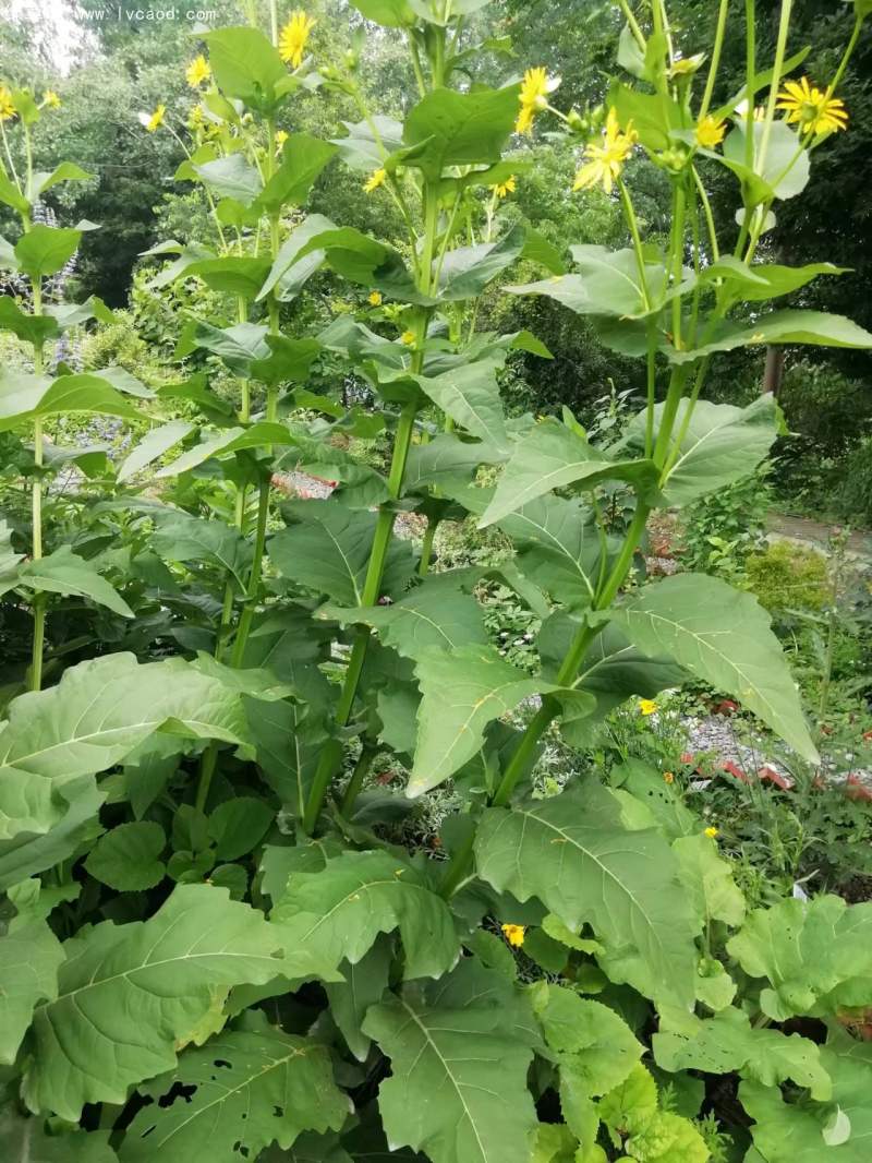 串葉松香草