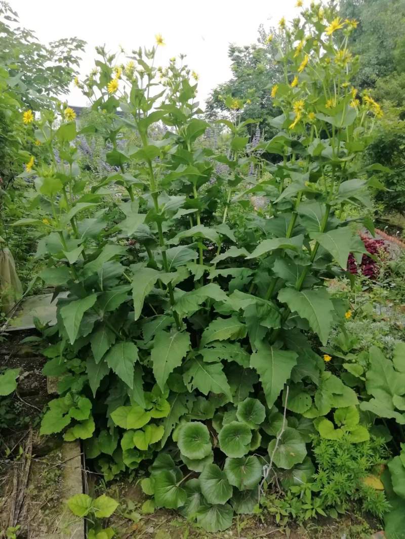 串葉松香草