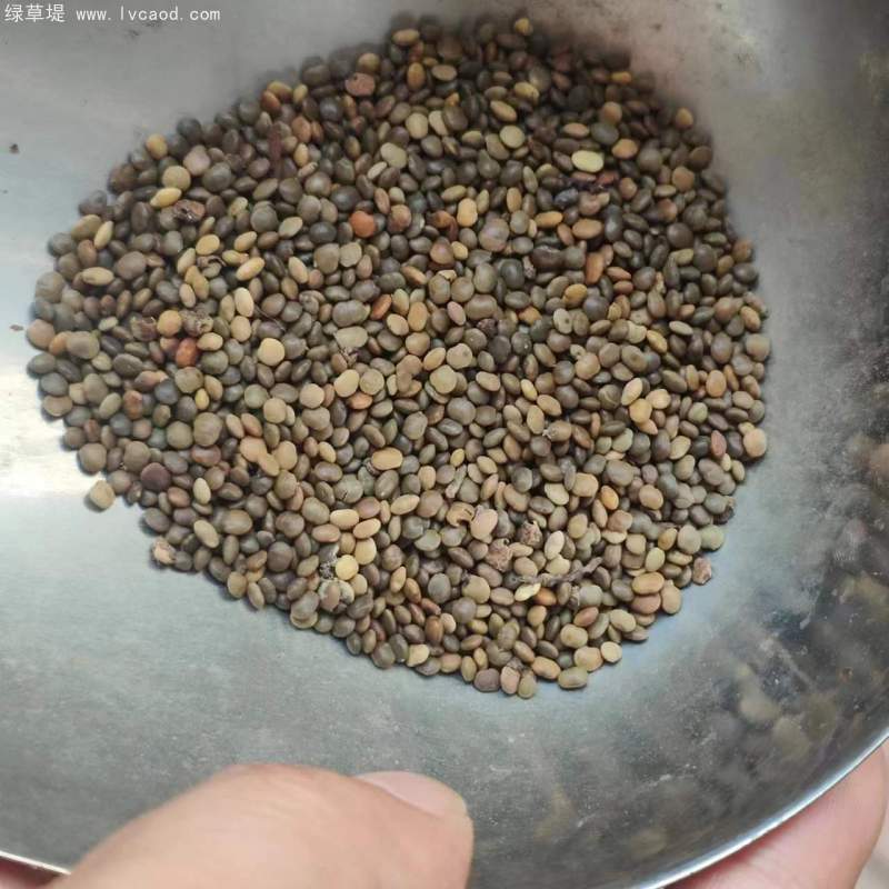 鹽膚木種子