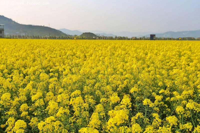黃色油菜開(kāi)花