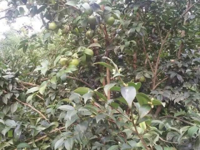 油茶