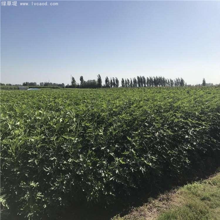 無花果樹苗