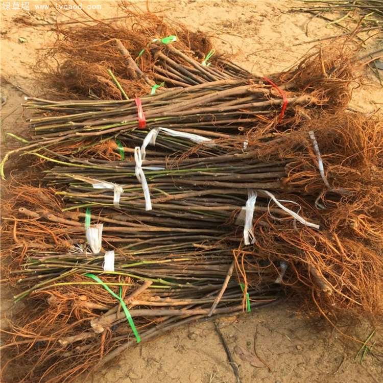 無花果樹苗
