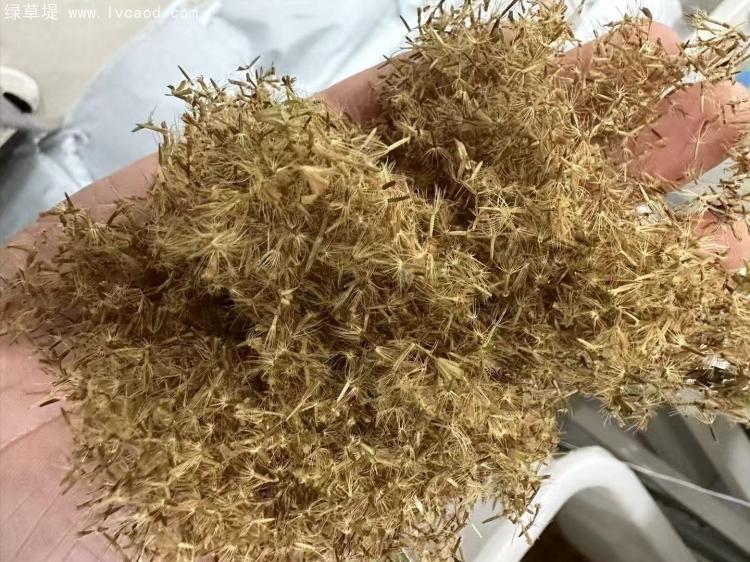 甜葉菊種子