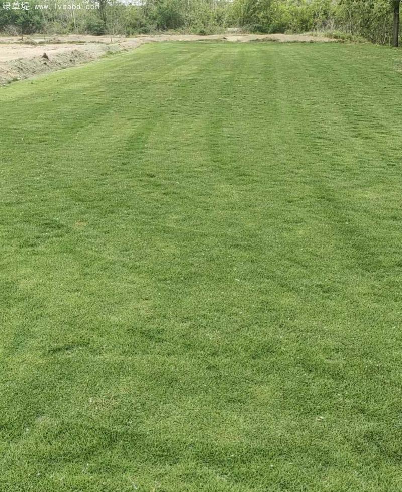 馬尼拉草坪
