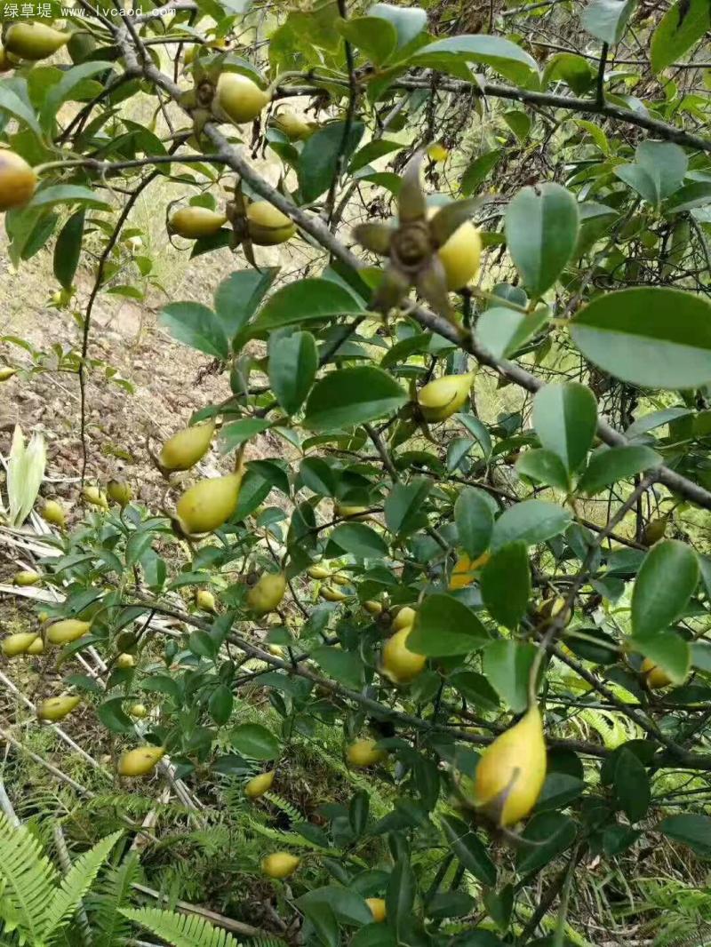 金櫻子植株