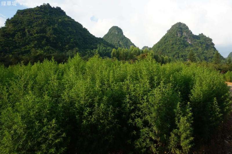 青蒿種植基地