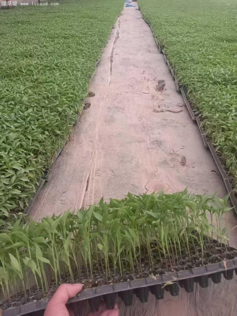 辣椒苗