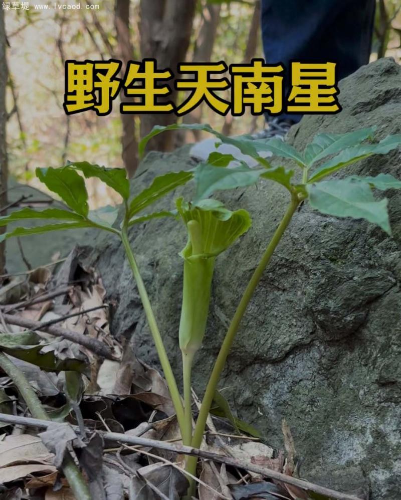 天南星葉子