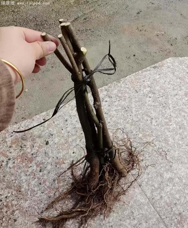 吳茱萸樹苗