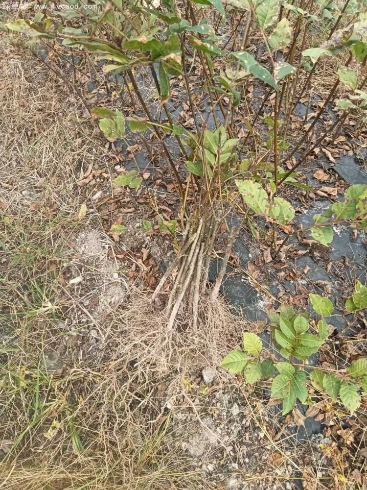 吳茱萸樹苗