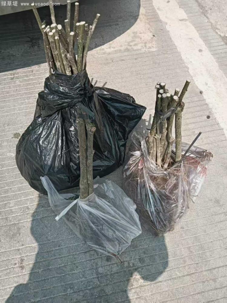 吳茱萸樹苗